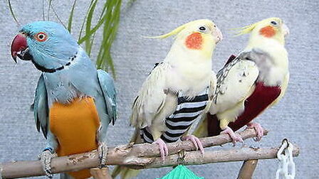 How To Make Bird Diapers