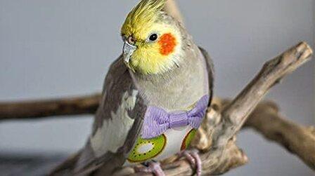 6 Best Bird Diapers of 2026