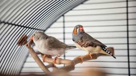 How To Choose A Bird Cage