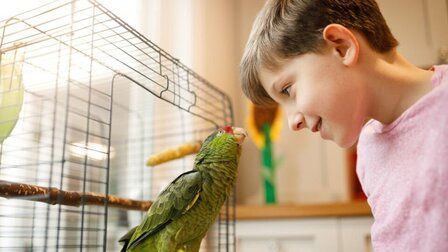 6 Best Bird Cage Bed of 2026