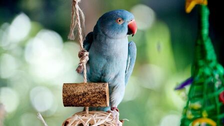 Benefits Of Bird Toys