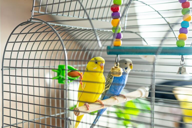 different-types-of-bird-cages