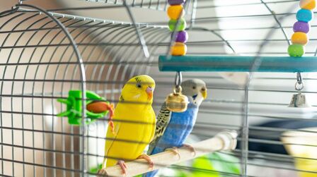 Different Types Of Bird Cages