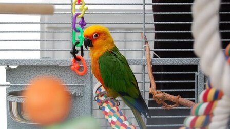 How To Choose Bird Toy