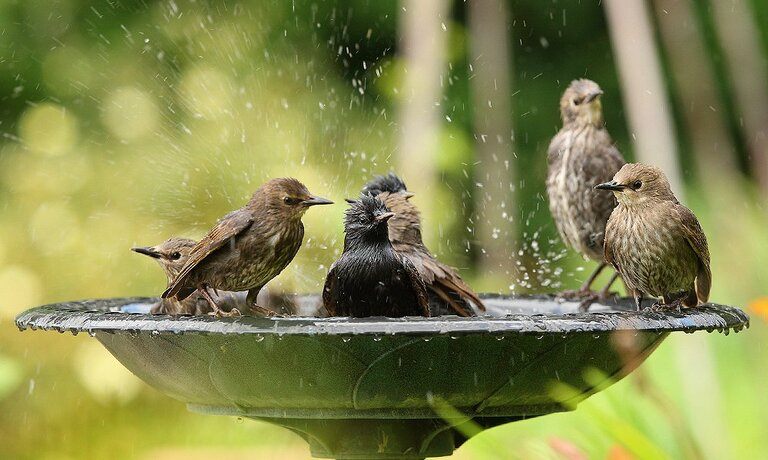 How To Set Up A Bird Bath