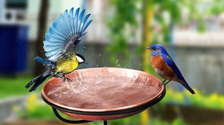 How To Set Up A Bird Bath