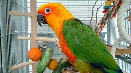 6 Best Bird Toys of 2026