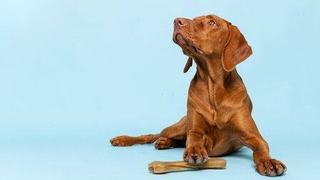 6 Best Dental Chew Toys For Dogs of 2026