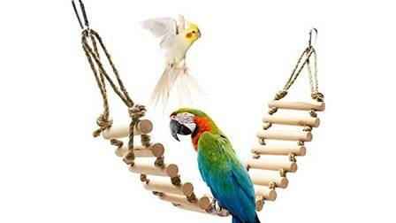 6 Best Ladders For Bird of 2026