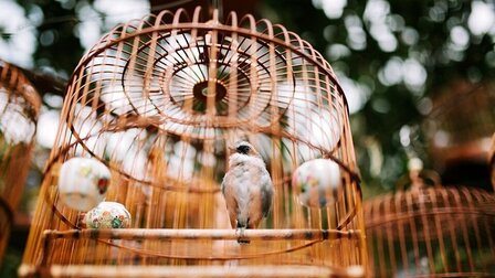 6 Best Cleaning Bushes For Bird Cages of 2026