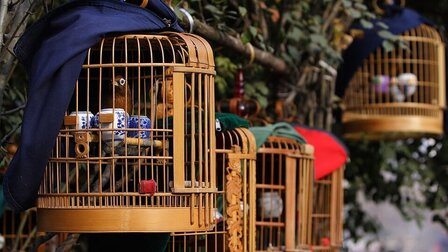 Benefits Of Bird Cage Covers