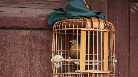 6 Best Bird Cage Covers of 2025