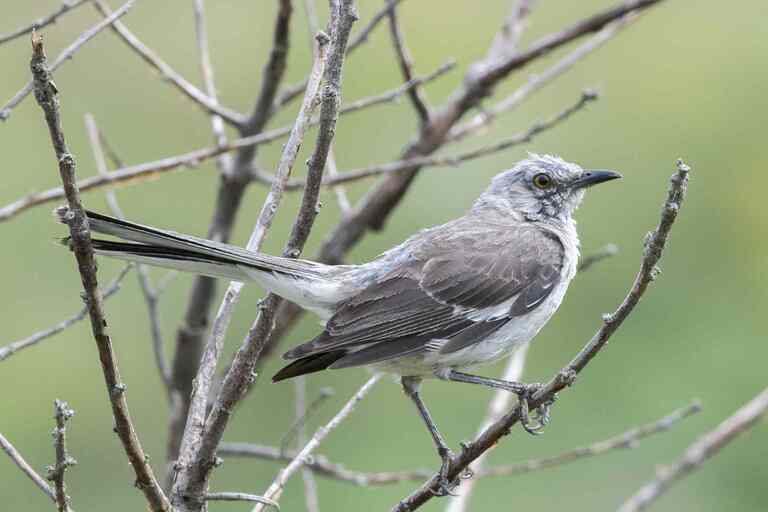 Different Types Of Bird Calls