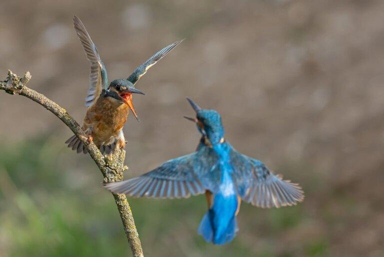 Different Types Of Bird Calls