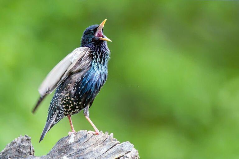 Different Types Of Bird Calls