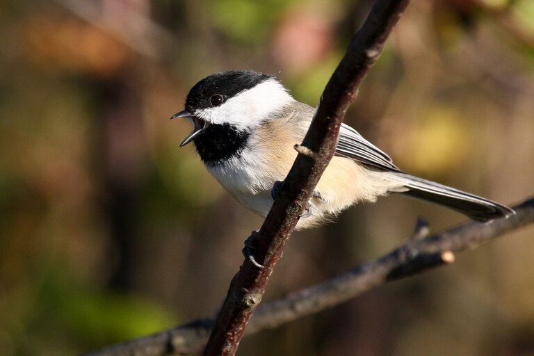 Different Types Of Bird Calls