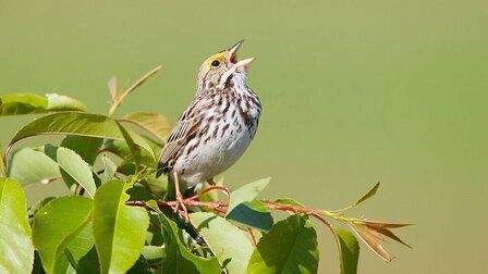Different Types Of Bird Calls