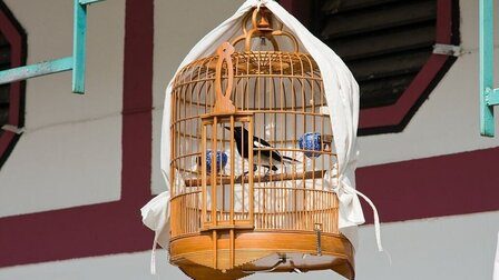 6 Best Bird Carrier of 2025