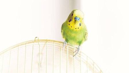 How To Choose A Bird Carrier