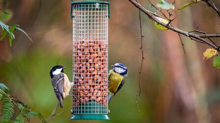 6 Best Bird Feeders For Small Birds of 2025