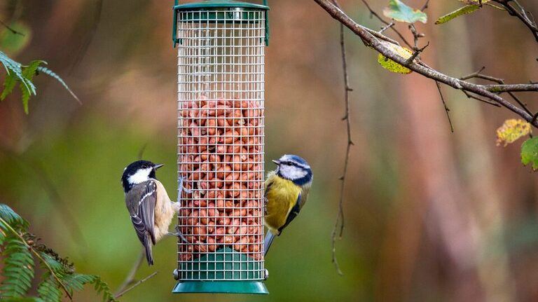 Stunning Compact Marijuana Seed Options For Bird Feeders image