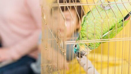 6 Best Bird Leg Band of 2025