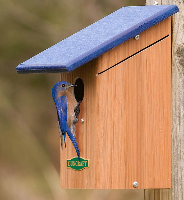 Different Types Of Bird Houses