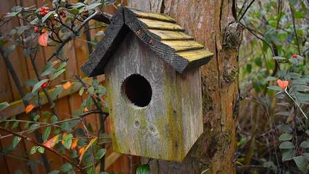 How To Set Up A Birds Nest Camera