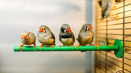 Benefits Of Light For Birds