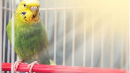 6 Best Lightning For Bird Cages of 2025