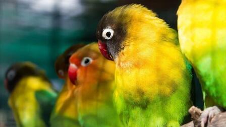 How To Choose Light For Bird Cage