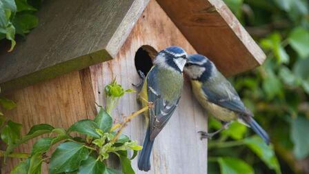 6 Best Bird Nest Camera of 2025