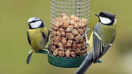 How To Choose A Bird Feeder
