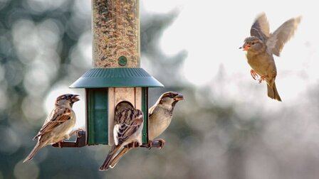 6 Best Bird Food For Finches of 2025