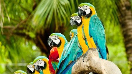 How To Choose Wood For Bird Perches