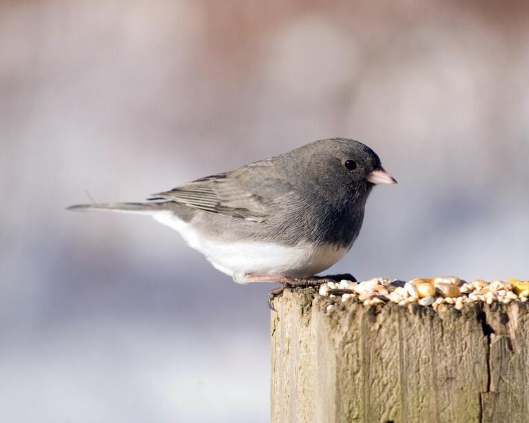 How to Keep Bird Seed From Falling On The Ground