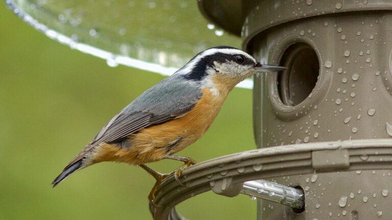 how-to-keep-bird-seed-from-falling-on-the-ground