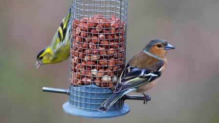 How to Keep Bird Seed From Falling On The Ground
