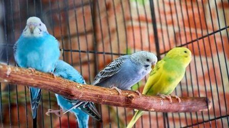 6 Best Bird Perches of 2025 6 Best Bird Perches of 2025