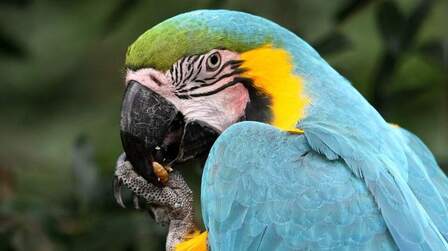 How To Trim A Bird's Wings