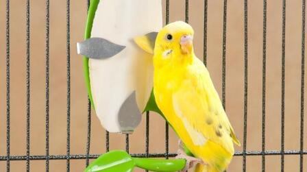 6 Best Cuttlebone For Birds of 2025