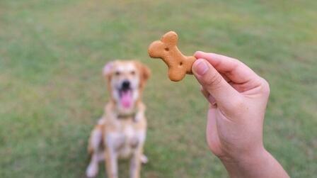 Benefits Of Dog Treats