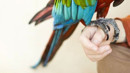 6 Best Nail Clippers For Birds of 2025 6 Best Nail Clippers For Birds of 2025