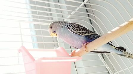 6 Best Water Bottle For Bird Cage of 2025 6 Best Water Bottle For Bird Cage of 2025