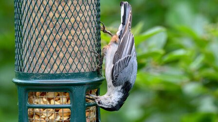 6 Best Foods For Birds of 2025 6 Best Foods For Birds of 2025