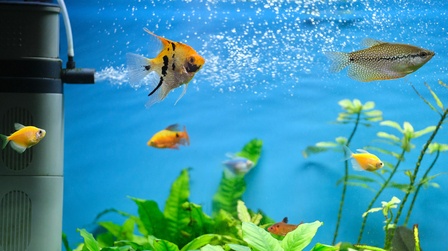 How To Install An Automatic Fish Feeder