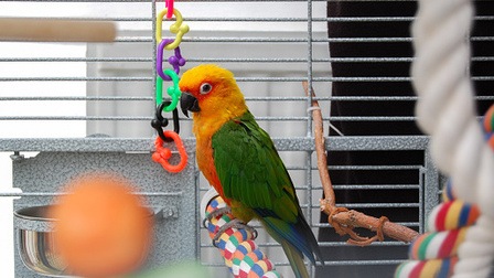 How To Set Up A Conure Cage
