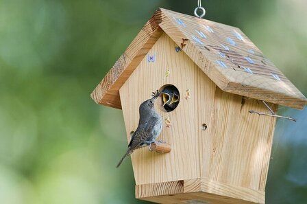 6 Best Nest Box For Birds of 2025
