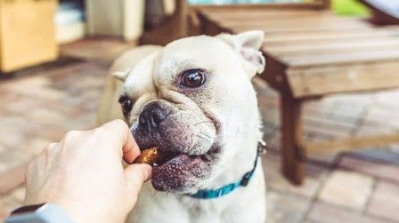 6 Best Training Treats For Picky Dogs of 2026