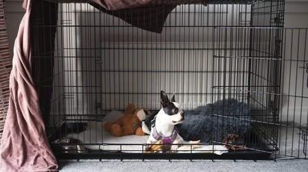 6 Best Dog Crate Covers of 2026